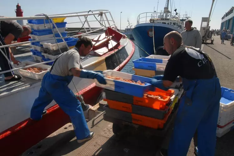 Un réaménagement est prévu pour Halios Pêcheurs de Bretagne et Men ar Groas au Guilvinec. © DR