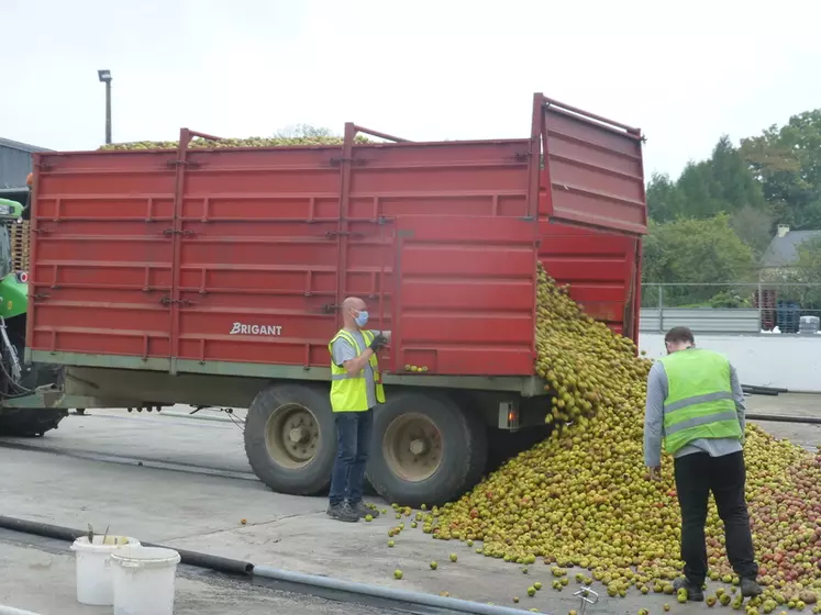 Trente-huit pomiculteurs situés en zone IGP Bretagne vont apporter entre 5 000 et 6 000 tonnes de fruits. © Th. G.