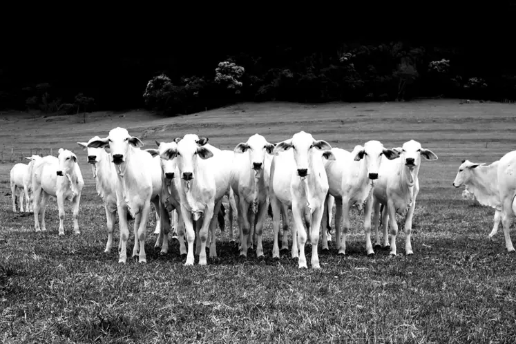 Les douze accords de libre-échange devraient ainsi accroître les importations de viande bovine de 21 à 26% selon les scénarios (soit 512 à 614 millions d’euros), en provenance majoritairement du Mercosur. © Pixabay