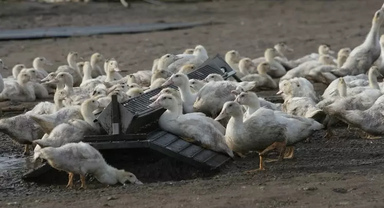 L'interprofession du foie gras estime que tous les éleveurs de canards à foie gras devraient pouvoir mettre à l'abri leurs oiseaux en cas de fort risque d'influenza aviaire. © Pascal Le Douarin/Réussir