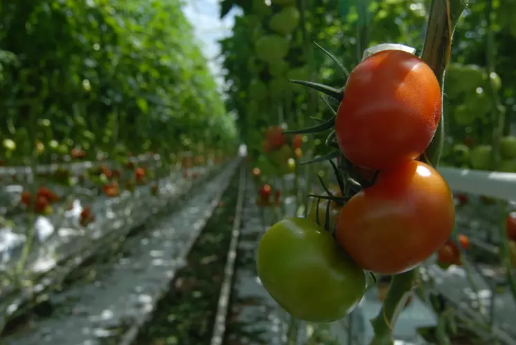 L’offre Savéol en tomate bio devrait passer à 1 000 tonnes cette année. © Franck Jourdain