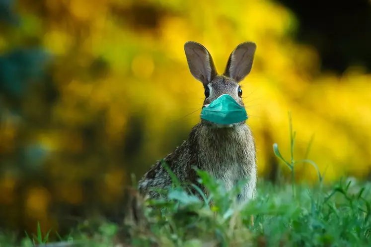 Cloches et lapins seront-ils encore confinés cette année ? © Alexandra Koch