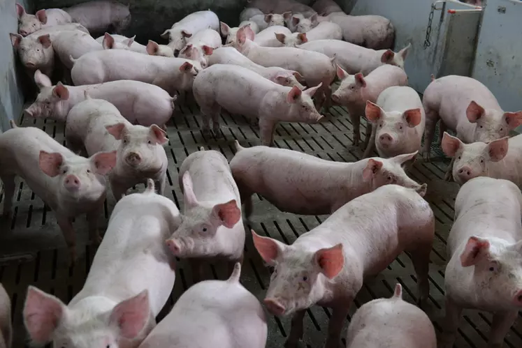 Brocéliande développe une gamme de charcuterie issue de porcs nourris avec des céréales cultivées sans pesticides. © Franck Jourdain