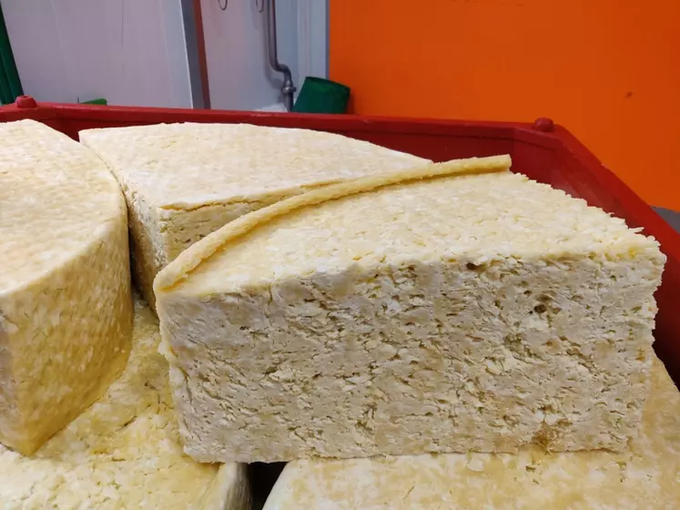 Pain de metton après pressage, entrant dans la composition de la cancoillotte. © Chloé Rault