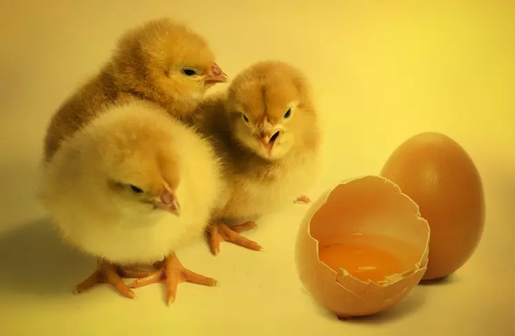 L'augmentation du prix du poussin d'un euro devrait entraîner une augmentation du prix de l'œuf de 5 à 10 % pour le consommateur. L'ovosexage de l'œuf industriel entraînerait, quant à lui, une hausse de son coût de production entre 13,5 % et 20 %.