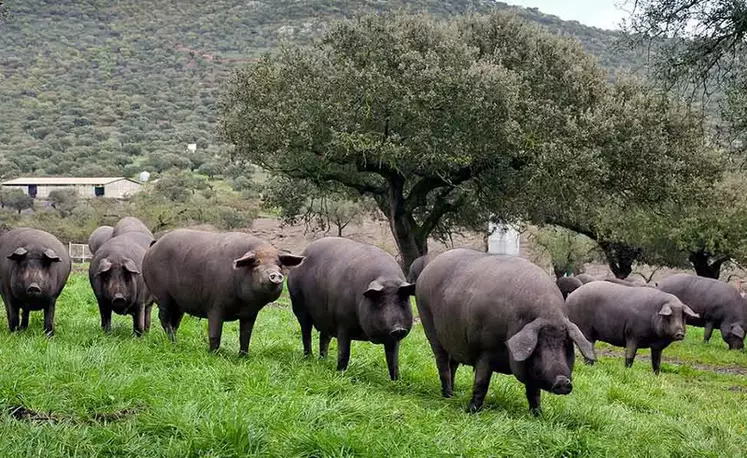 Les porcs ibériques (ici Guijuelo près de Salamanque) font partie de la minorité de porcs castrés d'Espagne.