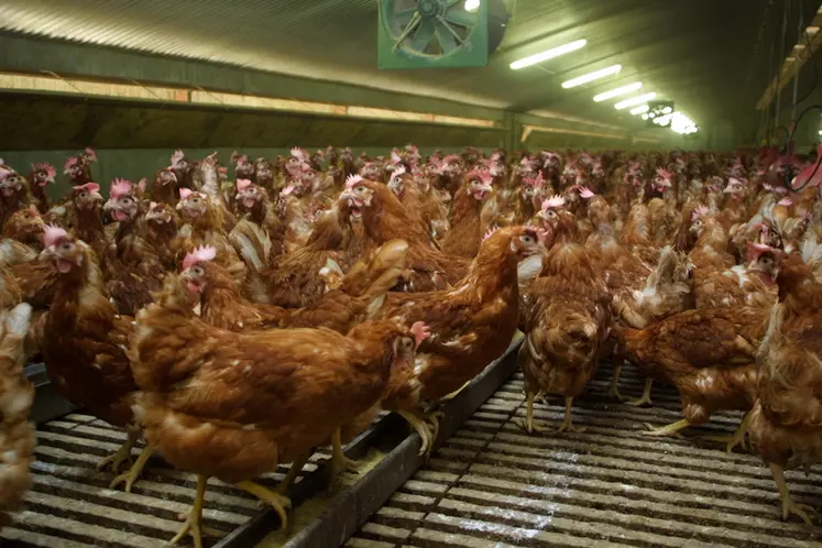 Les œufs de poules élevées au sol ou en plein air sont recherchés par les ménages et les industriels.