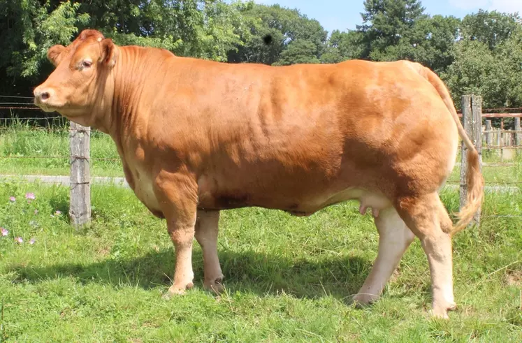 Une vache du Gaec Champeval. Les éleveurs de Bovidoc veulent mettre en avant leur savoir-faire. 