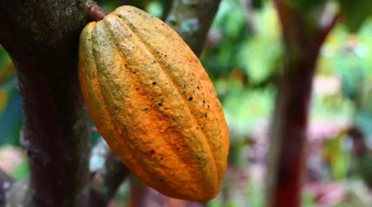 Le cacao, le café, la viande bovine font partie des six produits de base concernés par ce projet de règlement.