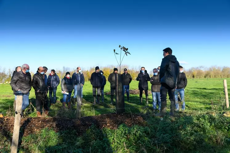 Petit groupe d'éleveurs laitiers d'Isigny Sainte-Mère apprenant à planter des haies. La coopérative attend un effet boule de neige parmi ses adhérents.