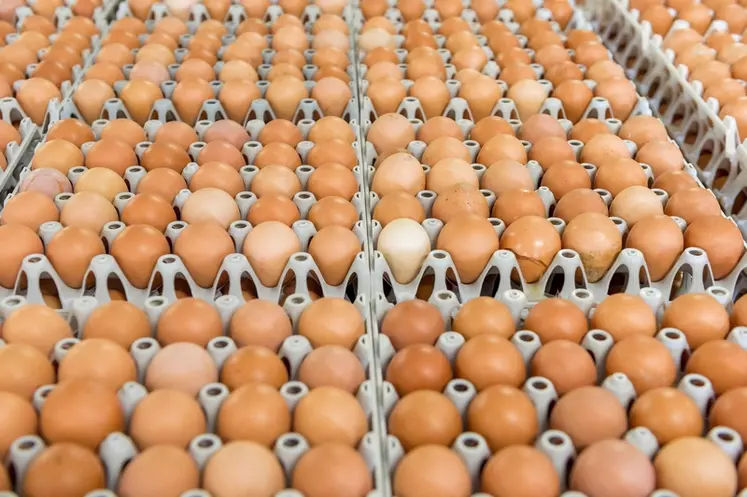 Les œufs polonais s’imposent en France