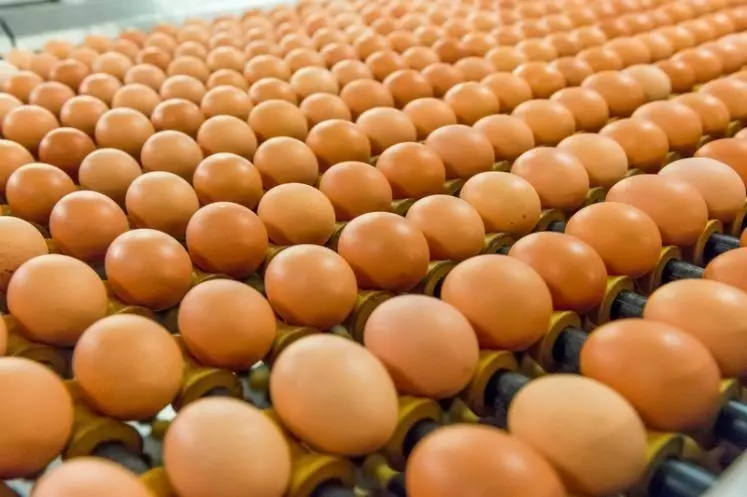 Le marché de l’œuf reste régulier en France