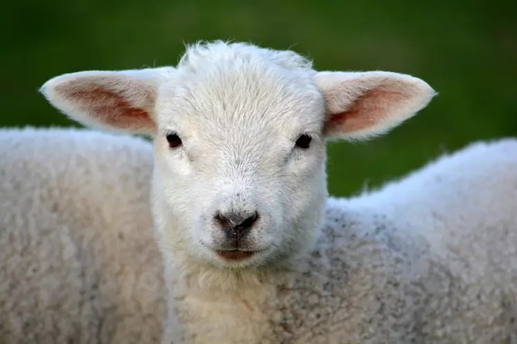 Davantage d’agneaux britanniques en 2022