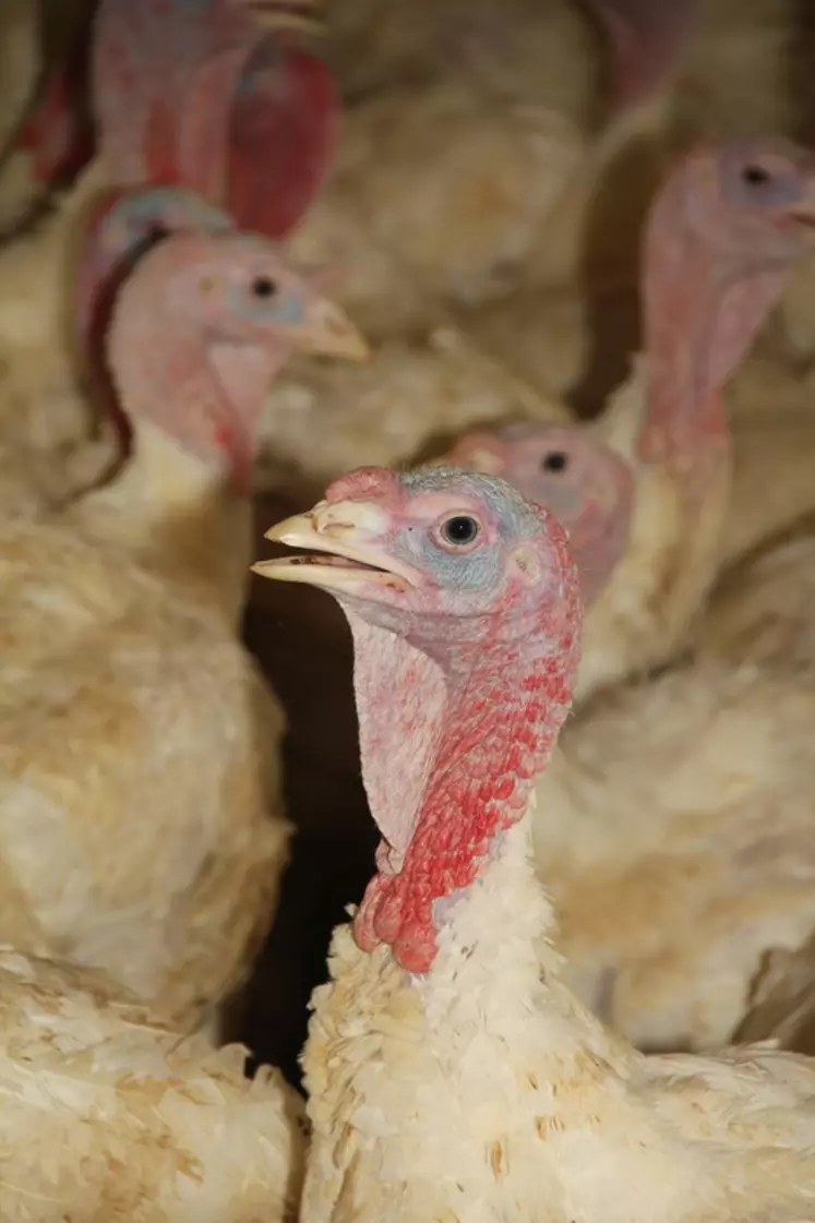 Dinde : la filière française éprouvée par la grippe aviaire