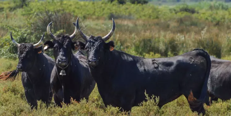  © AOP Taureau de Camargue