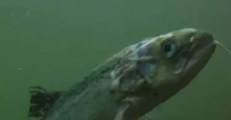 Un saumon atteint par le pou, filmé pour le rapport de CIWF.. © CIWF sur Youtube