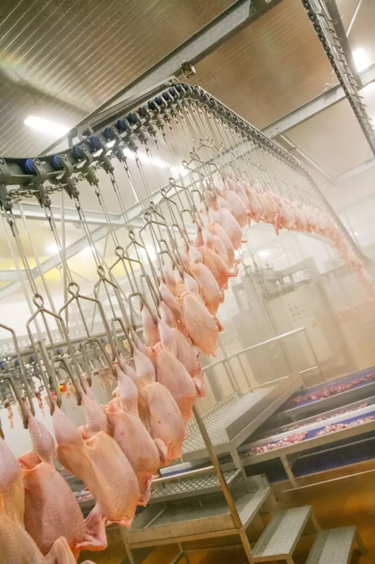 Les abattages de poulets ont peu augmenté dans l’UE en 2022