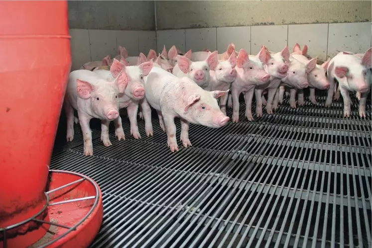 Les prix du porc plombés par le marasme du marché de la viande