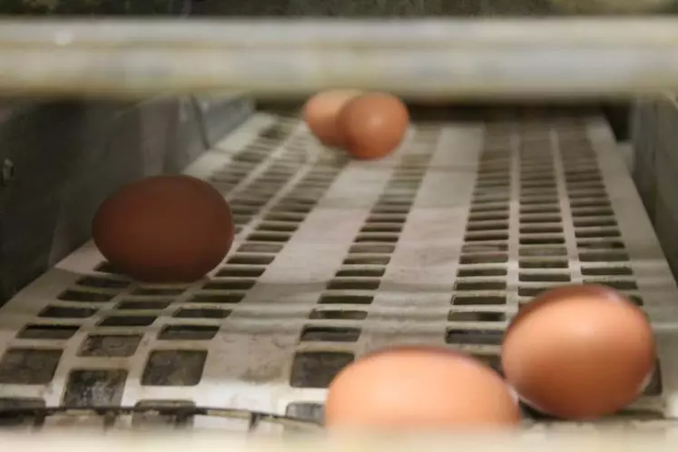 Peu de changement sur le marché de l’œuf 