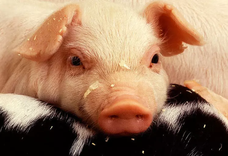 Hausse des prix du porc en France, offre timide en Europe