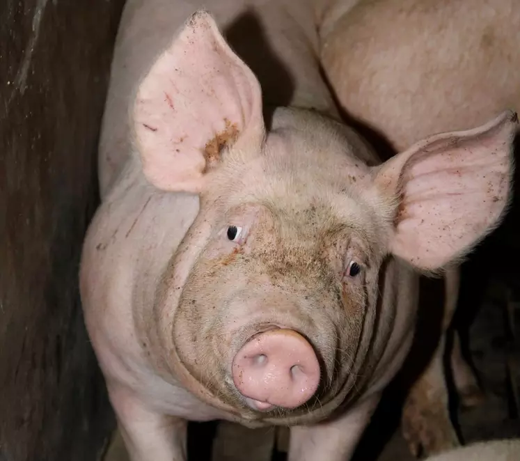 Porc : une offre toujours limitée en Europe