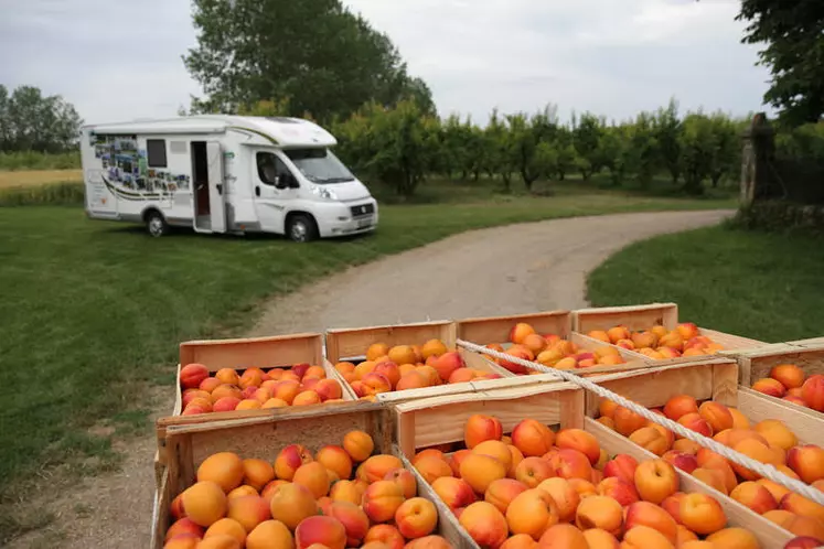 Une récoltes d'abricots confortable pour 2022
