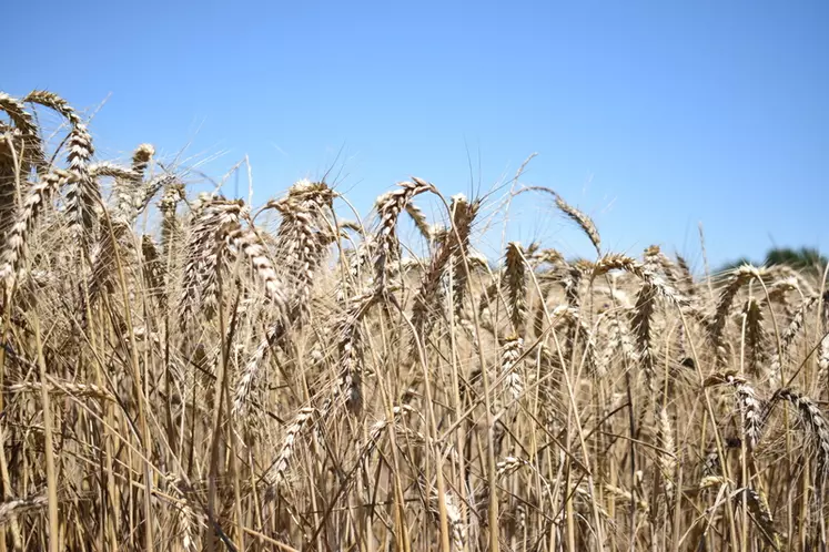 Le blé dur de 2022 a des teneurs en protéines atteignant régulièrement les 14%.