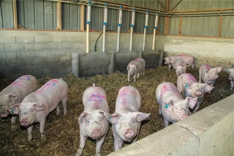 Le prix du porc français résiste à la pression