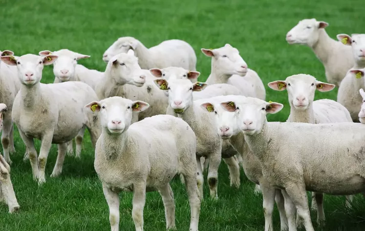 En agneau, l’été sous le signe de la fermeté des prix