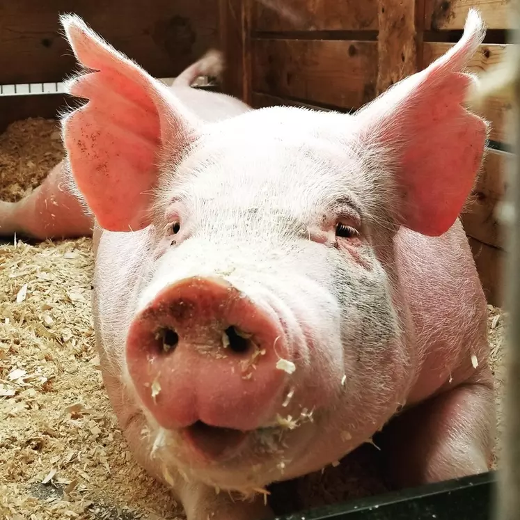 Le porc français se défend bien face à la concurrence étrangère