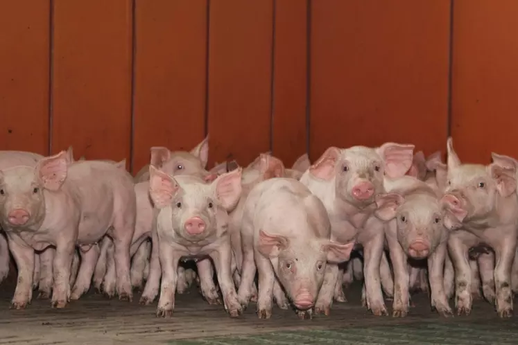 Hausse des prix du porc en France, stabilisation en Europe