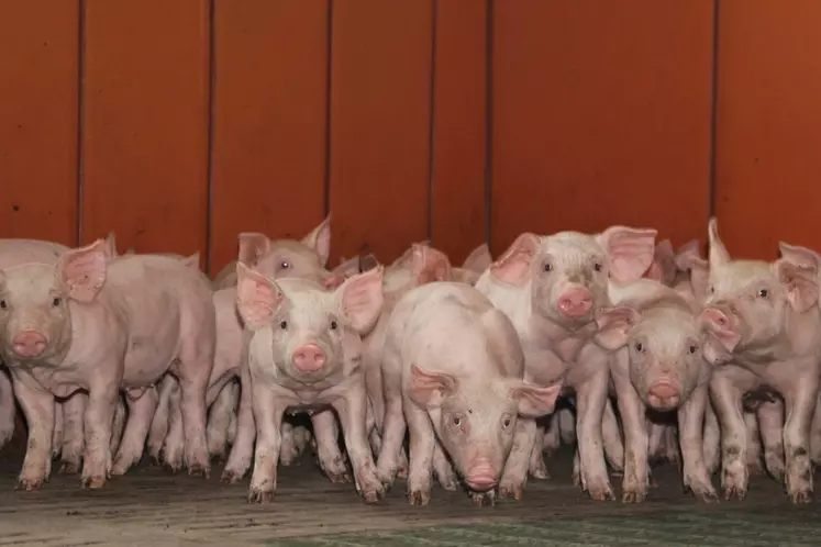 Le prix du porc progresse doucement en France, recule en Allemagne