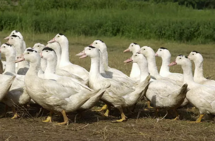 Canard gras : la grippe aviaire devrait peser sur la filière en 2022