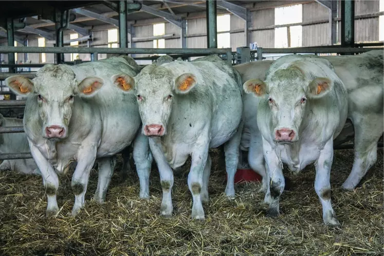 Les prix des gros bovins à des records partout en Europe