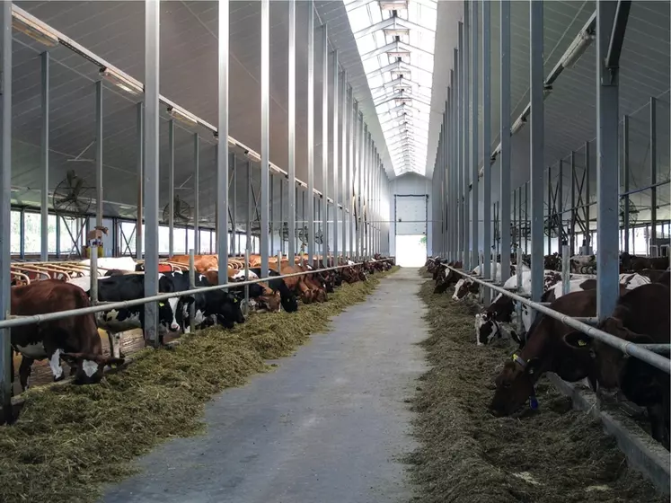 Les prix des vaches vont-ils baisser en Europe ?