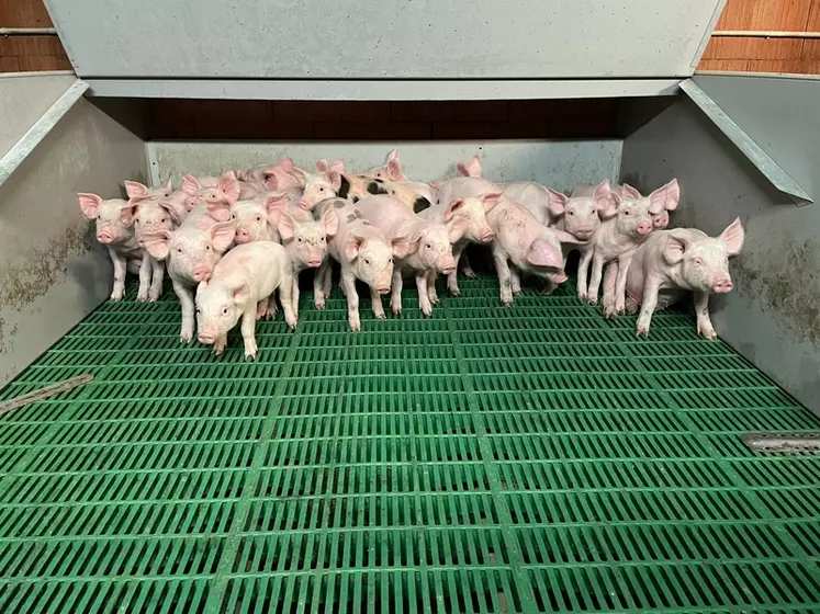 Porc : les opérateurs de l'amont soufflent un peu