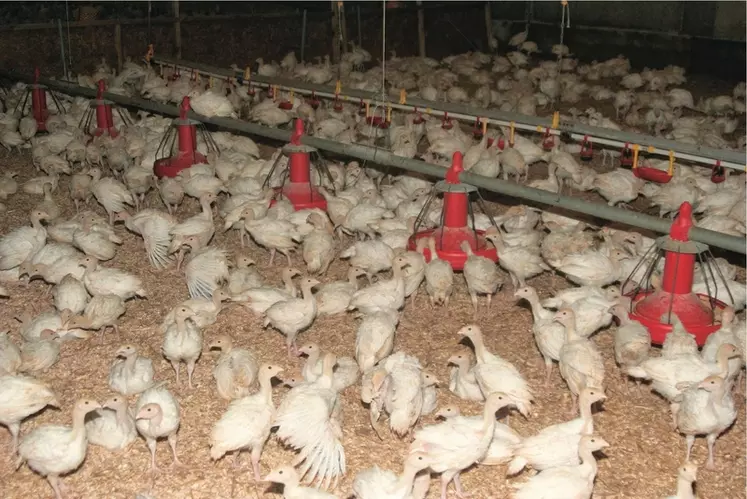Au Royaume-Uni, la grippe aviaire menace la dinde du réveillon