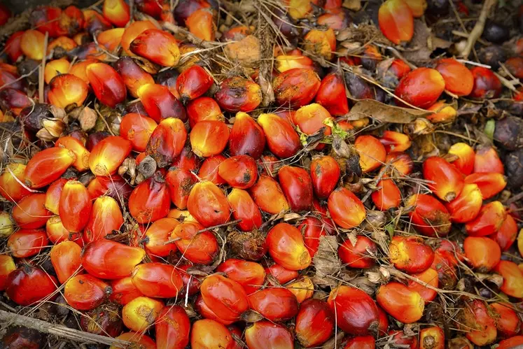 Moins de 0,4 % de l’huile de palme importée par l’UE est bio.