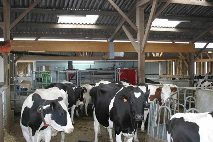 Elevage laitier équipé d'un robot de traite Lely. Vaches laitières. Bovins lait