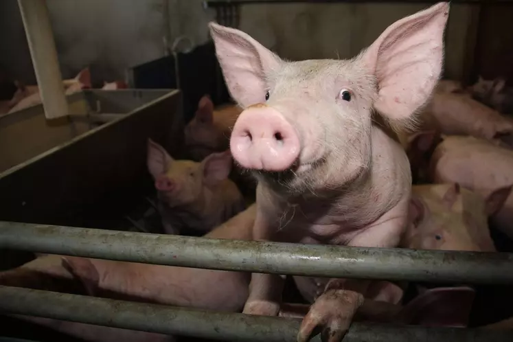 Elevage porcin. Porcs à l'engraissement . production porcine. porc. tête de cochon. oreilles. groin.