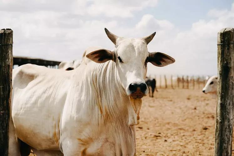La production mondiale de viande bovine va progresser de 1 % en 2022