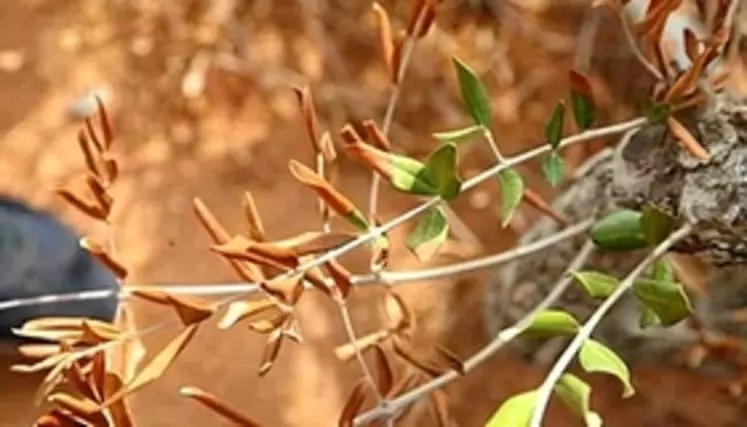 xylella