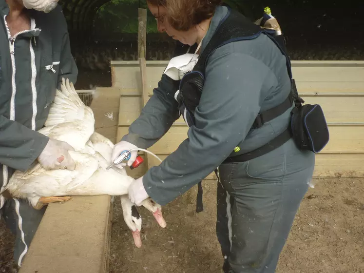 vaccination decanards contre la grippe aviaire 