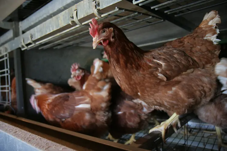 poules en cage