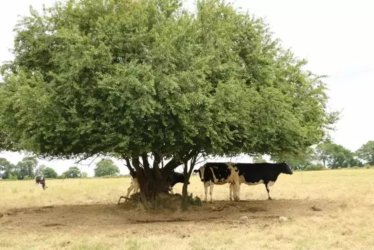 vache canicule