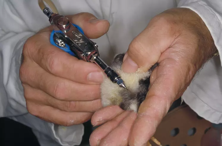 La vaccination contre la grippe aviaire