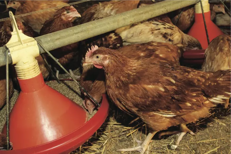 poulets en élevage