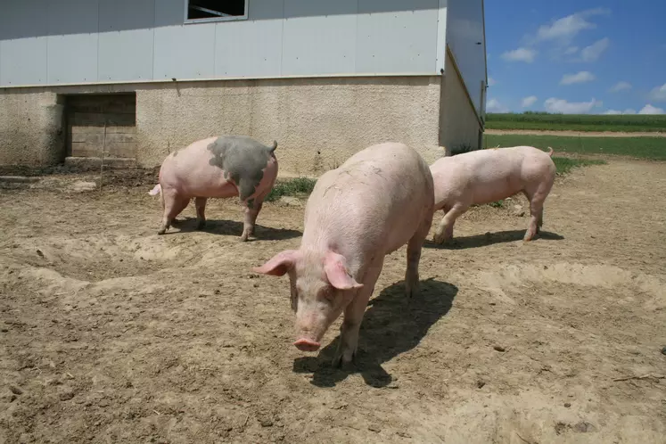 Un porc fermiers label rouge engraissé en plein air