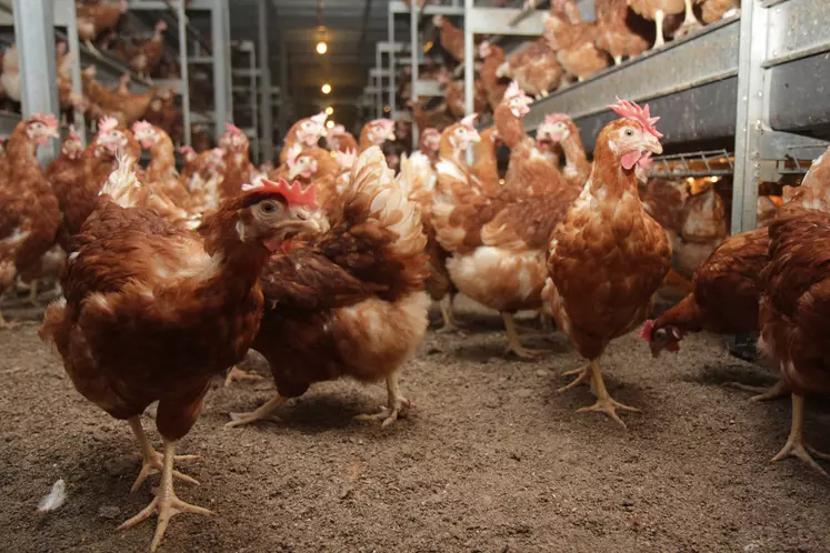 Il y a 310 millions de poules pondeuses en Europe, estime l’Itavi