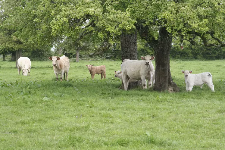 vache dans un pré sous un arbre